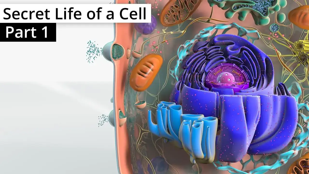 The Secret Life of a Cell