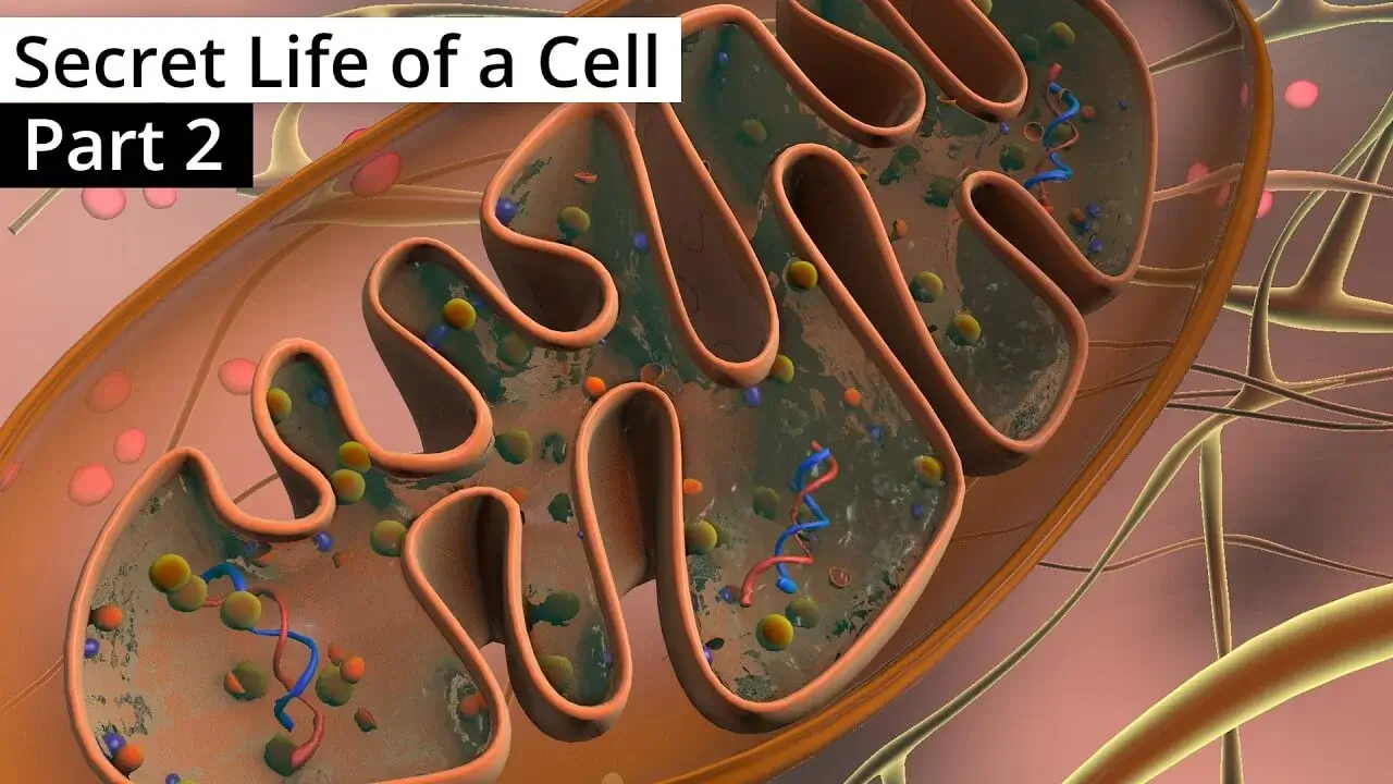 The Secret Life of a Cell